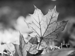 Leaf, Autumn, color