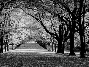 color, viewes, Leaf, trees