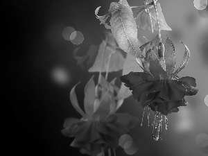 Colourfull Flowers, Bokeh, fuchsia, Leaf