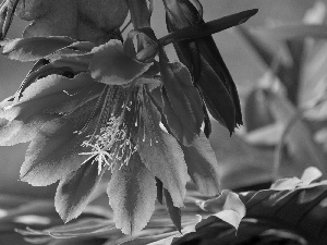 Violet, cactus, Leaf, Colourfull Flowers