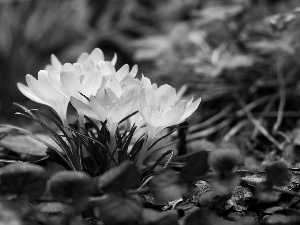 Leaf, cluster, crocus