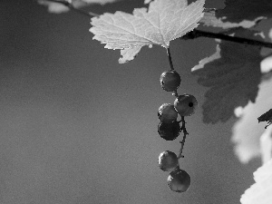 currants, Leaf