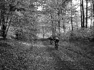 Leaf, autumn, Cyclists