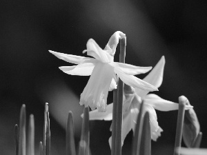 Leaf, Three, Daffodils