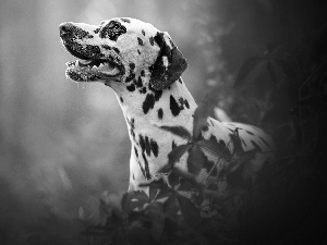 dog, muzzle, Leaf, Dalmatian