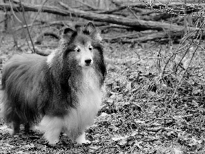 sheep-dog, Park, Leaf, Scotch