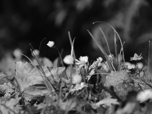 Leaf, droplets, grass, dry, daisies