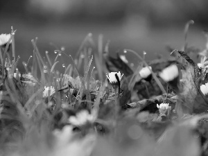 Leaf, droplets, daisies, dry, grass