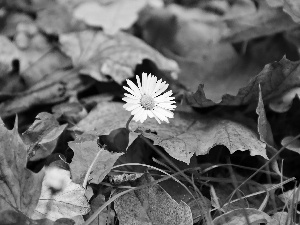 Leaf, daisy, dry