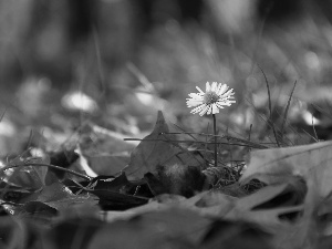 Leaf, daisy, dry