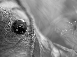 leaf, ladybird, dry