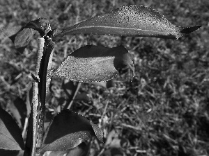 Euonymus, Red, Leaf, twig