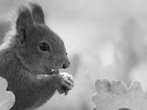 Leaf, squirrel, feet