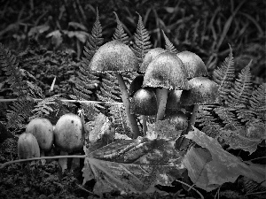 Leaf, toadstools, fern