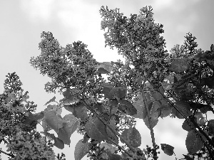 Twigs, Leaf, Flowers, without, Bush