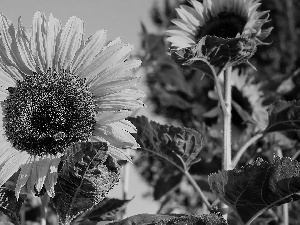 Leaf, Sunflower, Flowers