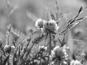 Leaf, trefoil, Flowers