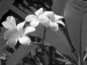 Plumeria, White, Flowers