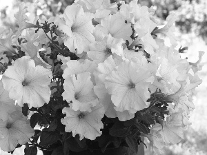 Leaf, White, Flowers