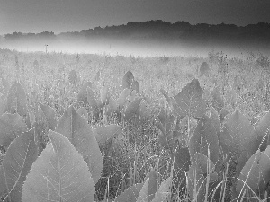 dew, rays, Leaf, Fog, grass, sun