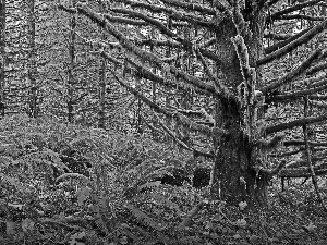 forest, fern, Leaf, mosses