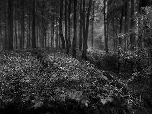 forest, viewes, Leaf, trees