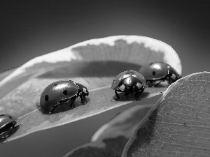 four, Green, leaf, ladybugs