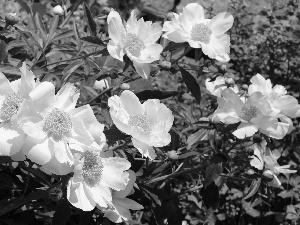 White, Flowers, Leaf, Garden, Buds, Peonies