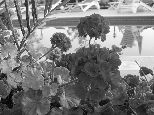 Leaf, Red, geraniums