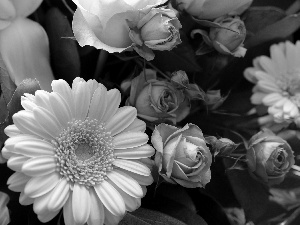 Gerbera, Buds, Leaf, roses