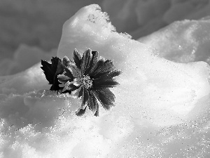 leaf, snow, Gerbera