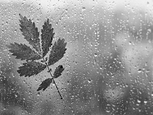 Glass, Autumn, leaf, Rain