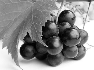 Grapes, leaf