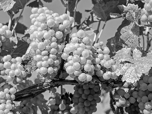 Grapes, twig, Leaf, bunches