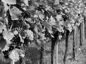 Leaf, vineyard, Grapes