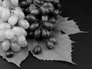 Grapes, leaf