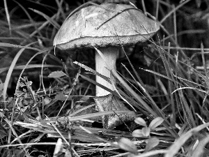 leaf, Mushrooms, grass