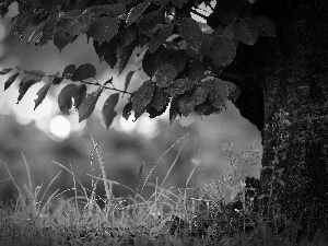 Leaf, trees, grass