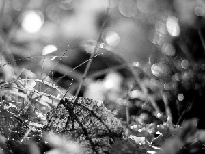 grass, Leaf