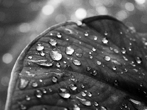 leaf, drops, Green