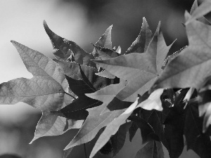 maple, green ones, Leaf