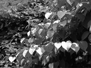 White, Pink, Leaf, green ones