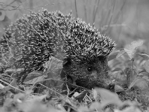 hedgehog, Leaf