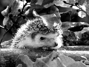 hedgehog, Leaf