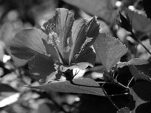 Leaf, flower, hibiskus