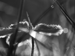 Leaf, crystals, ice