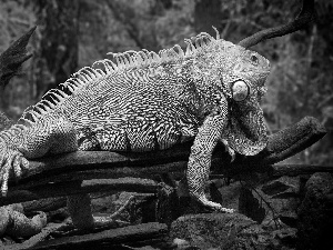 Iguana, trees, Leaf, branches