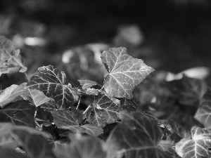 ivy, Leaf