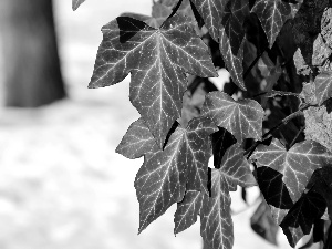 ivy, tree, Leaf, an