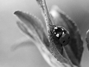 ladybird, leaf